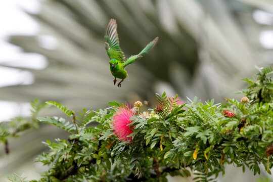 Blue crowned hanging parrot taking off