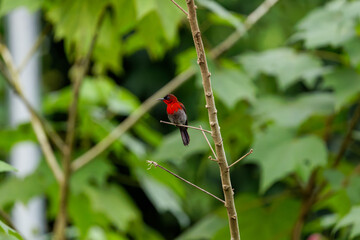 crimson sunbird perch on a branch
