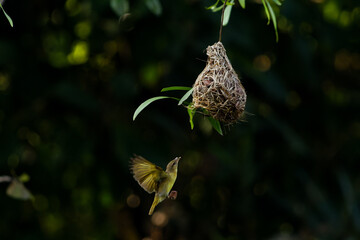 Fototapeta premium weaver building nest