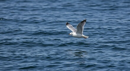 Seagull in flight over water (2)