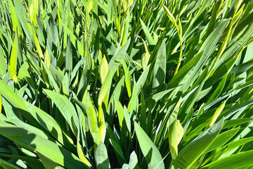 Iris flower leaves background, spring pattern of green leaves and iris buds on a bright sunny day. Nature background, backdrop, desktop, screen.
