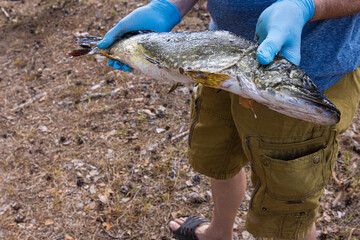 Closeup of freshly caught northern pike held by fisherman. Large northern pike fish held by a person wearing blue latex protective gloves.