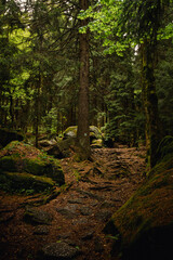 Spring forests of Central Europe