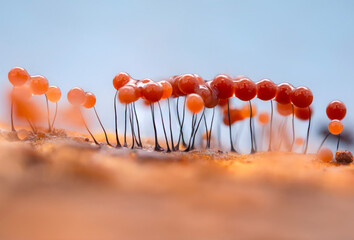 Slime molds. The smallest mushrooms in the world. Mysterious creatures of nature. Nature...