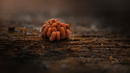 Slime molds. The smallest mushrooms in the world. Mysterious creatures of nature. Nature...