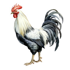 Fototapeta premium Watercolor White Rooster with Black Feathers Clipart — Farm Animal Illustration on Transparent Background