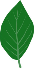 Obraz premium Leaf design on white background