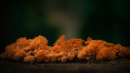 Slime molds. The smallest mushrooms in the world. Mysterious creatures of nature. Nature background. 