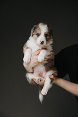 Border Collie puppy aged 1 month on a dark background, held in female hands. The puppy looks at the camera, its eyes are blue.