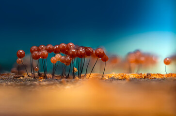 Slime molds. The smallest mushrooms in the world. Mysterious creatures of nature. Nature...