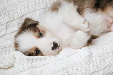 Portrait of a puppy sleeping. Eyes closed, close-up. Border Collie breed.