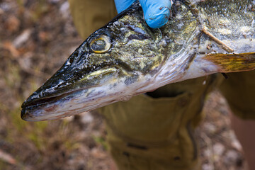 Closeup of northern pike fish head held outdoors. The fish is grasped by a person wearing blue...