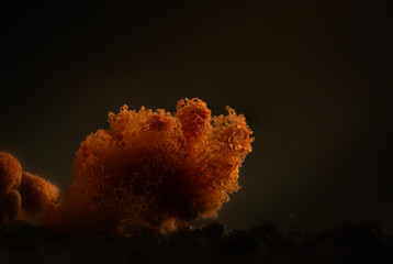 Slime molds. The smallest mushrooms in the world. Mysterious creatures of nature. Nature...