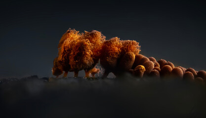 Slime molds. The smallest mushrooms in the world. Mysterious creatures of nature. Nature...