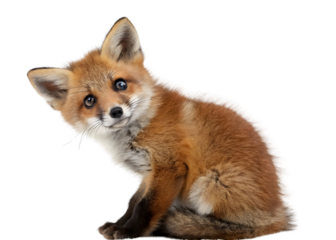 Red fox vulpes 4 years old standing