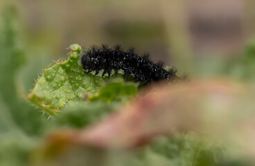 A caterpillar that will soon become a butterfly. Marsh Fritillary. Euphydryas aurinia. Green nature background. 