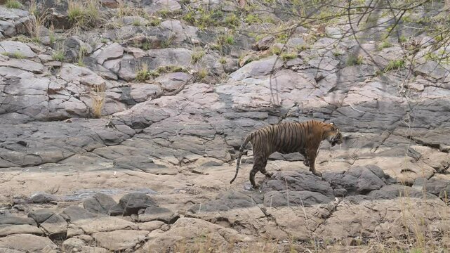 full shot of wild female old bengal tiger or panthera tigris tigress legs slipped walking near water stream on big rocks just before relaxing in water at ranthambore national park forest reserve india
