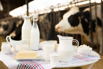 Milk, cottage cheese, cream, cheese on table against background of cows