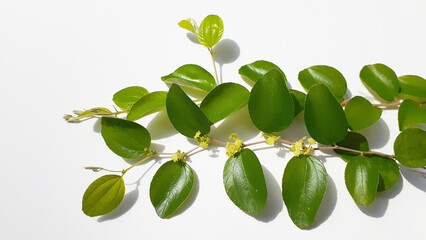 Leaves of the Bidara (Ziziphus mauritiana) plant on a white background. Also known as widara, Indian jujube, Indian plum, Chinese date, Chinese apple, ber and dunks. Nature concept.