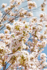 Sakura or japanese cherry blossoms on blue sky background. Tender spring flowers on tree branches, closeup