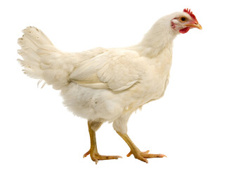 Fototapeta premium Chicken on white background