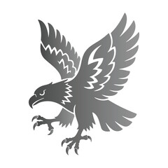 Gray Eagle Landing with Spread Wings