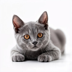 Obraz premium Adorable gray kitten with bright amber eyes lying on a white background — curious, calm, and full of charm.