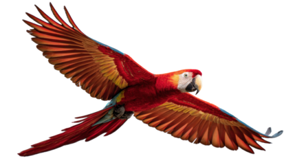  Scarlet Macaw's Flight: A stunning scarlet macaw soars through the air, its vibrant plumage a splash of color against the backdrop, showcasing the bird's impressive wingspan and agile flight. 