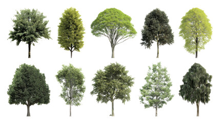Diverse Tree Collection: A curated array of lush trees, each with a unique shape and verdant foliage, offering a vibrant tapestry of natural beauty.