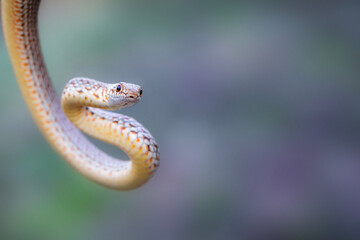 Largest snake species in europe. The Caspian whipsnake. Dolichophis caspius