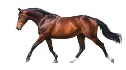 Majestic Chestnut Horse in Motion: A magnificent chestnut horse strides gracefully, showcasing its muscular physique and refined elegance. A captivating portrayal of equine power and beauty.