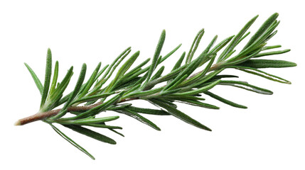 Fototapeta premium Rosemary Sprig: A close-up view of a fresh, vibrant sprig of rosemary, its aromatic leaves exuding freshness and culinary promise. A symbol of health and natural goodness.