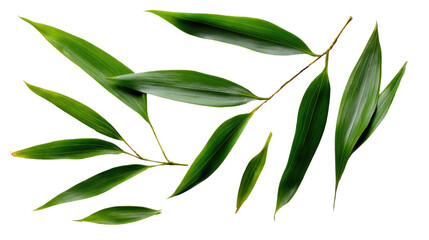 Fototapeta premium Bamboo Branch: An overhead shot of a delicate bamboo branch, its lush green leaves elegantly arranged against the bright, clean background, symbolizing tranquility and natural beauty.