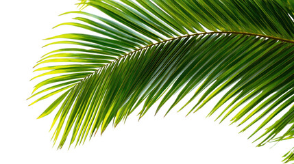 Palm Frond Close-Up: Vibrant green palm frond, detailed texture, tropical, summer, nature, leaf, foliage, plant, exotic, vacation, paradise, lush, green leaf, summer vibe, tropical leaf, close-up.