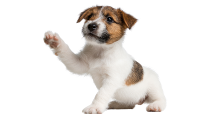 Playful Puppy's Paw: A charming Jack Russell Terrier puppy extends a paw in a gesture of friendliness, capturing its curious and innocent essence in a pristine environment.