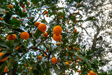 tangerine trees in a park in Sorrento, Italy