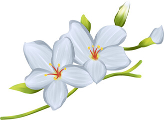 Obraz premium Tung blossom flower illustration