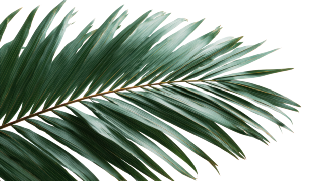 Emerald Palm Frond: A close-up view of a vibrant, emerald-green palm frond, exuding a sense of tropical serenity and natural beauty. 