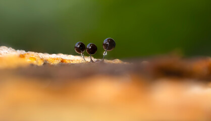 Slime molds. The smallest mushrooms in the world. Mysterious creatures of nature. Nature background. 