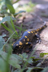 Salamander lizard in the grass 