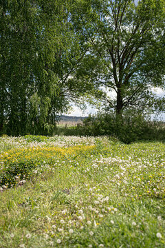 A fresh spring landscape, tall green birch trees and meadow flowering grasses and dandelions