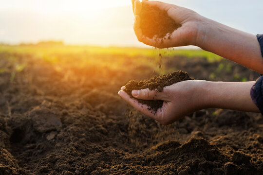 Bare hands let go of fertile soil as the sun sets over a field, celebrating the essence of farming and environmental stewardship