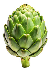 artichoke isolated on white background