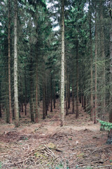 A forest with trees that are mostly brown and dead