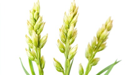 Fototapeta premium Sesame Blooms at High Intervals Isolated on White Background. Botanical and Nature Concepts with Delicate Floral Patterns.