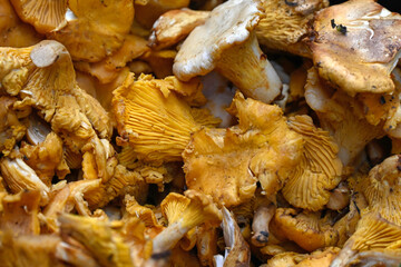 Closeup of Girolles on a greengrocers stall at a food market