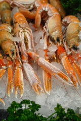Fresh raw Langoustines on  fishmongers stall at a food market
