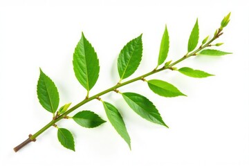 Obraz premium Branch with small leaves and tiny stems isolated on white background, stem, leafy greens