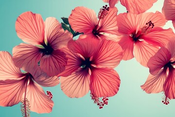 Obraz premium Close-up view of vibrant hibiscus blossoms against a pastel sky.