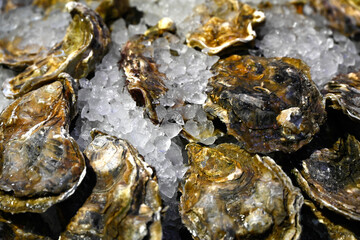 Unopened Cumbrae oysters on ice on a fishmongers stall at a food market